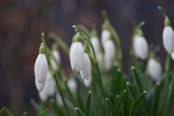 schneeglocken-600-400